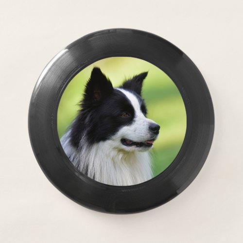 Black and White Border Collie Dog Wham_O Frisbee