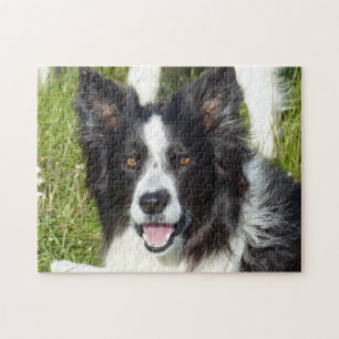Black and White Border Collie Jigsaw Puzzle