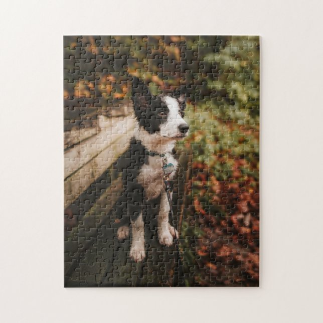 Black and White Border Collie on Park Bench Jigsaw Puzzle (Vertical)