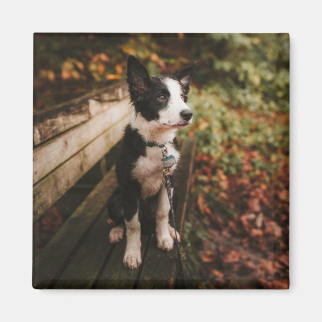 Black and White Border Collie on Park Bench Magnet (Front)