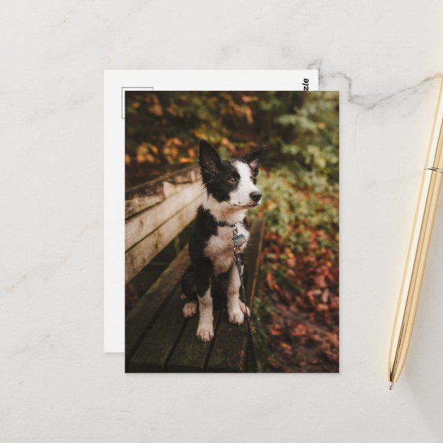 Black and White Border Collie on Park Bench Postcard (Front/Back In Situ)