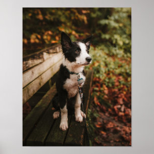 Black and White Border Collie on Park Bench Poster
