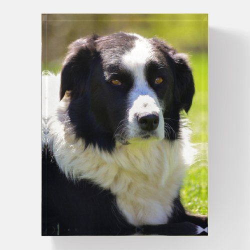 Black and White Border Collie Paperweight