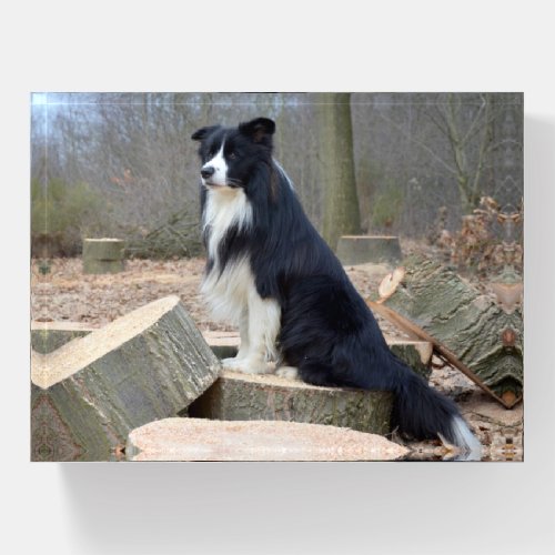 Black and White Border Collie Paperweight