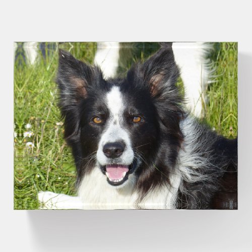 Black and White Border Collie Paperweight