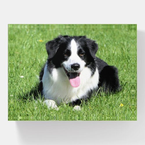 Black and White Border Collie Paperweight