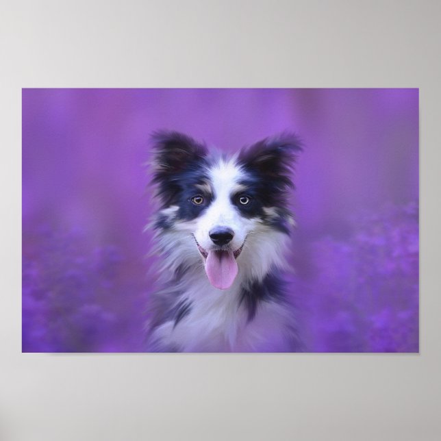 Black And White Border Collie Poster (Front)