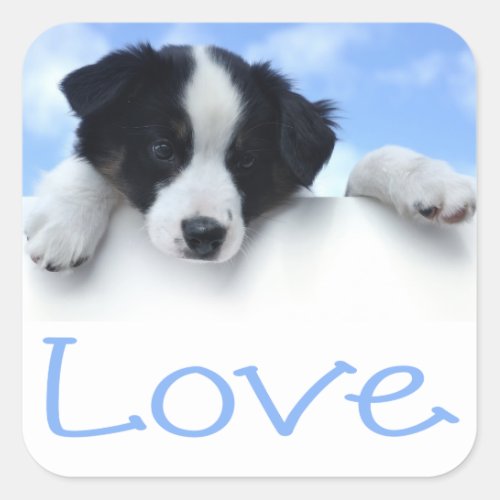 Black And White Border Collie Puppy Dog Blue Love Square Sticker