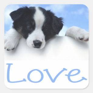 Black And White Border Collie Puppy Dog Blue Love Square Sticker