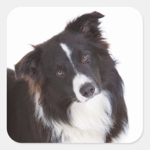 Black And White Border Collie Puppy Dog Square Sticker