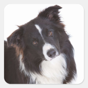 Black And White Border Collie Puppy Dog Square Sticker