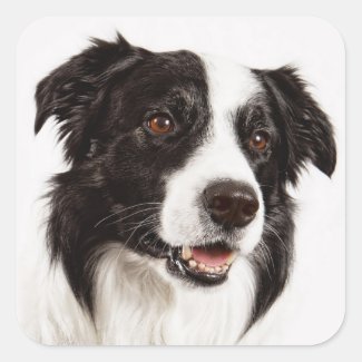 Black And White Border Collie Puppy Dog Stickers