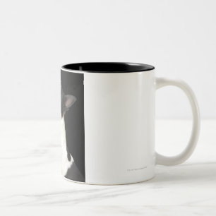 Black and white Boston Terrier looking up Two-Tone Coffee Mug