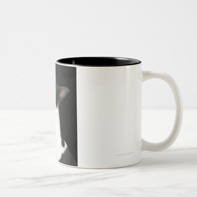 Black and white Boston Terrier looking up Two-Tone Coffee Mug (Right)