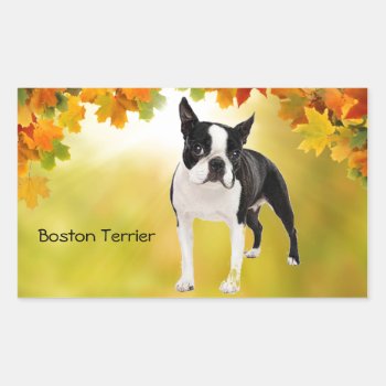 Black And White Boston Terrier Rectangular Sticker by LATENA at Zazzle