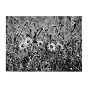 Black and White Botany Photograph Acrylic Print