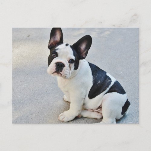 Black and White Bulldog Postcard