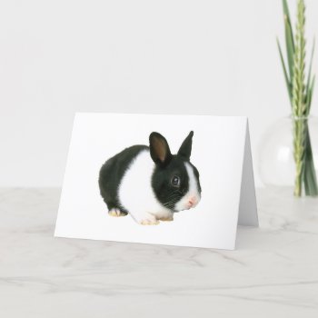 Black And White Bunny Rabbit Easter Card by walkandbark at Zazzle