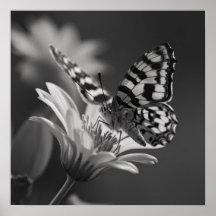Black and White Butterfly and Flower