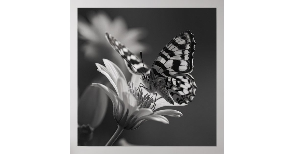 Black and White Butterfly and Flower Poster | Zazzle