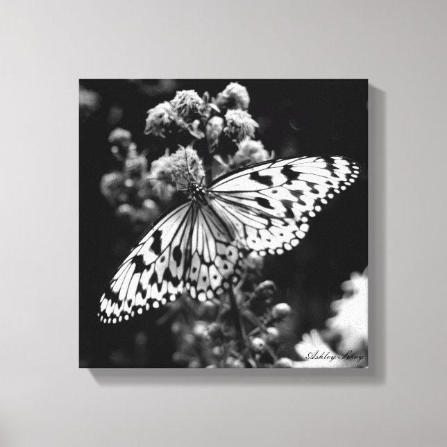Black and White Butterfly Canvas Print (Front)
