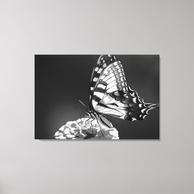Black and White Butterfly Canvas Print (Front)