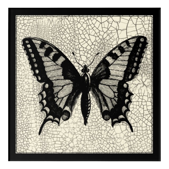 Black and White Butterfly on Cracked Background Acrylic Print (Front)