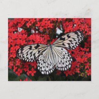 Black and white butterfly