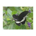 Black and White Butterfly Postcard