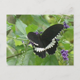 Black and White Butterfly Postcard
