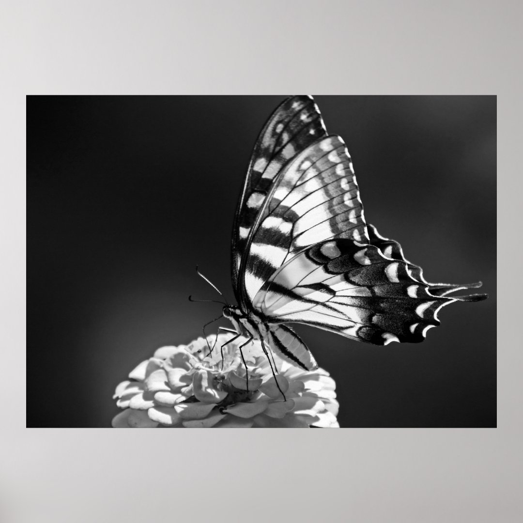 Black and White Butterfly Poster | Zazzle