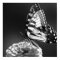 Black and White Butterfly Poster