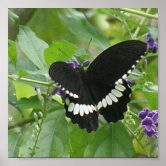 Black and White Butterfly Print