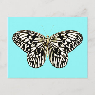 Black and white butterfly, turquoise background postcard