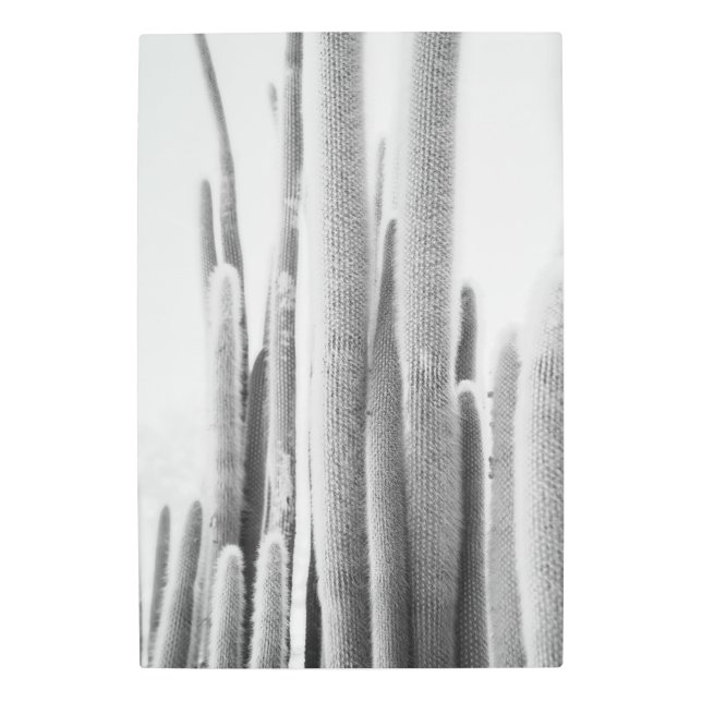 Black and white Cactus photo art print (Front)