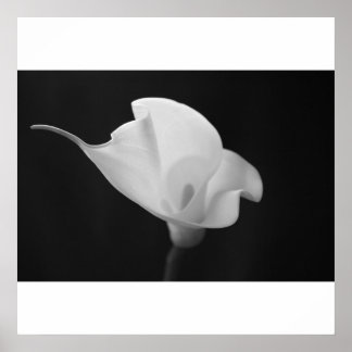 Black and White Calla Lilly Poster