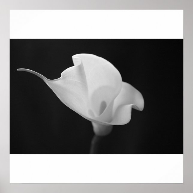 Black and White Calla Lilly Poster (Front)