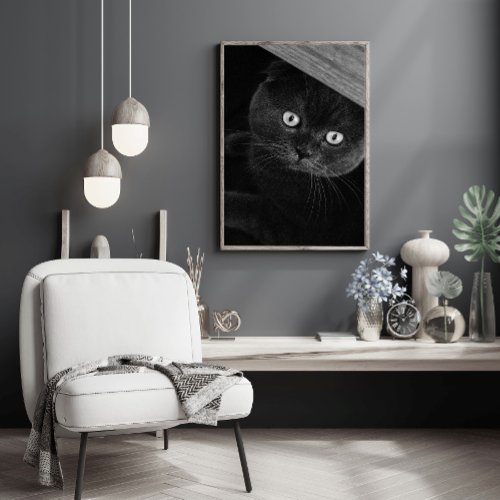 Black and White Cat Animal Photo  Poster