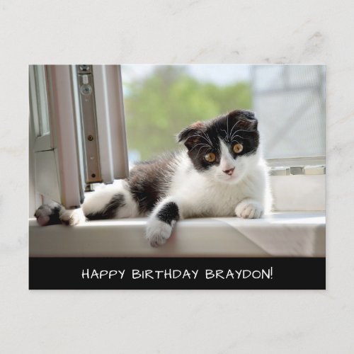 Black and White cat Birthday Postcard