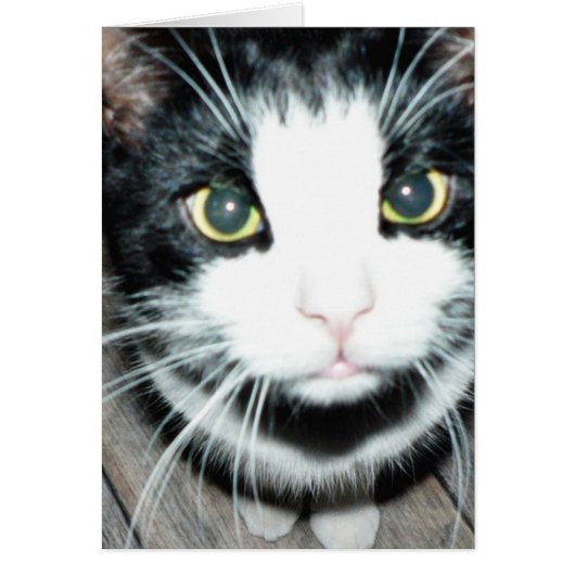Black And White Cat Cards (Front)