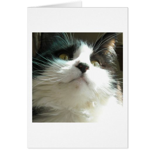 Black and White Cat Cards (Front)