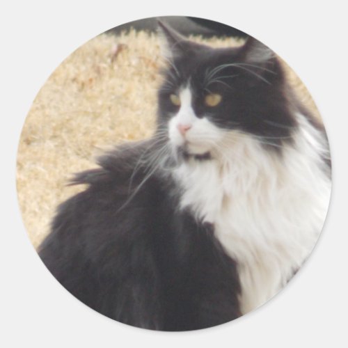 black and white cat classic round sticker