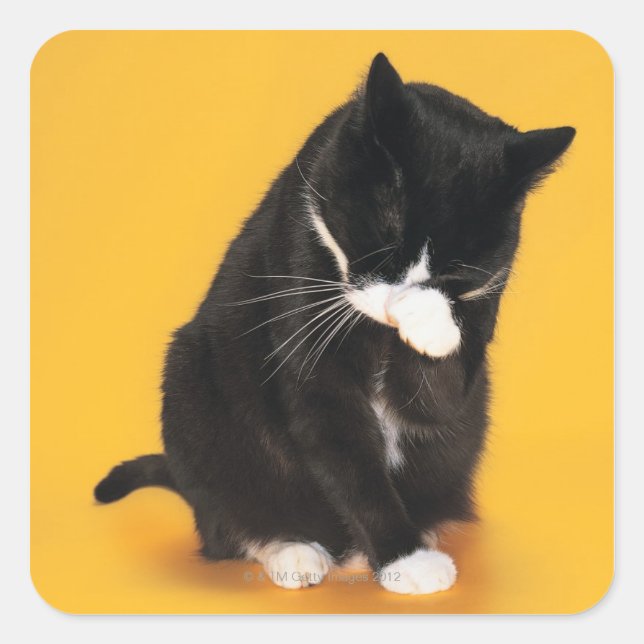 Black and White Cat cleaning face with paw Square Sticker (Front)