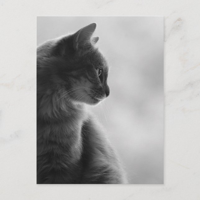 Black and White, Cat in Profile. Postcard (Front)
