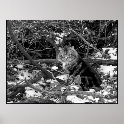 Black and White Cat in Winter Photo Poster