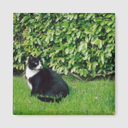 Black and White Cat Magnet