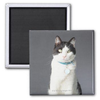 Black And White Cat Magnet by prophoto at Zazzle