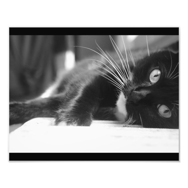 Black and White Cat Photo Print (Front)