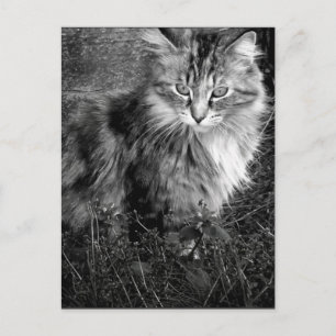 Black and White Cat Portrait Postcard