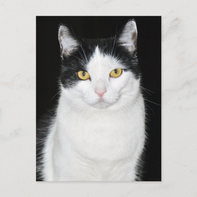 Black and White Cat Portrait Postcard (Front)